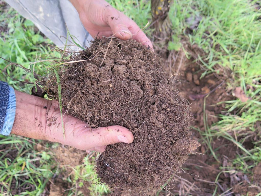 A Fieragricola 2012 il fertilizzante disinquinante