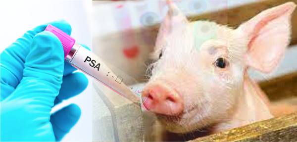 SFATTORIA DEGLI ANIMALI: ASL Roma 1: MISURE PREVISTA DA ORDINANZA COMMISSARIO E REGOLAMENTO UE