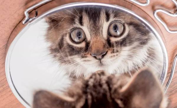 Come mai uno specchio può riflettere attraverso un foglio di carta bianca?