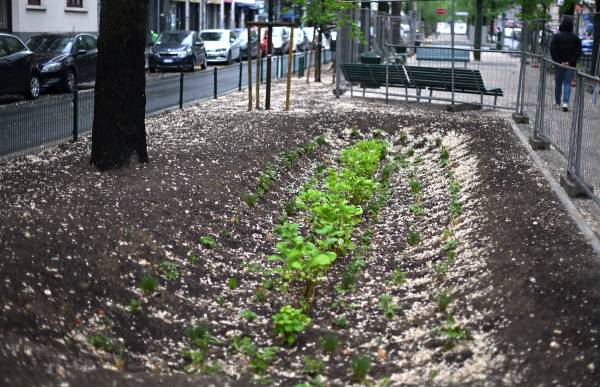 Milano - Via Pacini: inaugurato un'opera idraulica innovativa e un nuovo asse verde per il quartiere