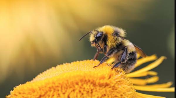 Le api stanno scomparendo! 🐝💔 L'appello di Greenpeace per salvare gli impollinatori