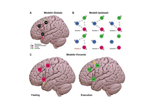 Il cervello traduce le emozioni in movimento: lo s...